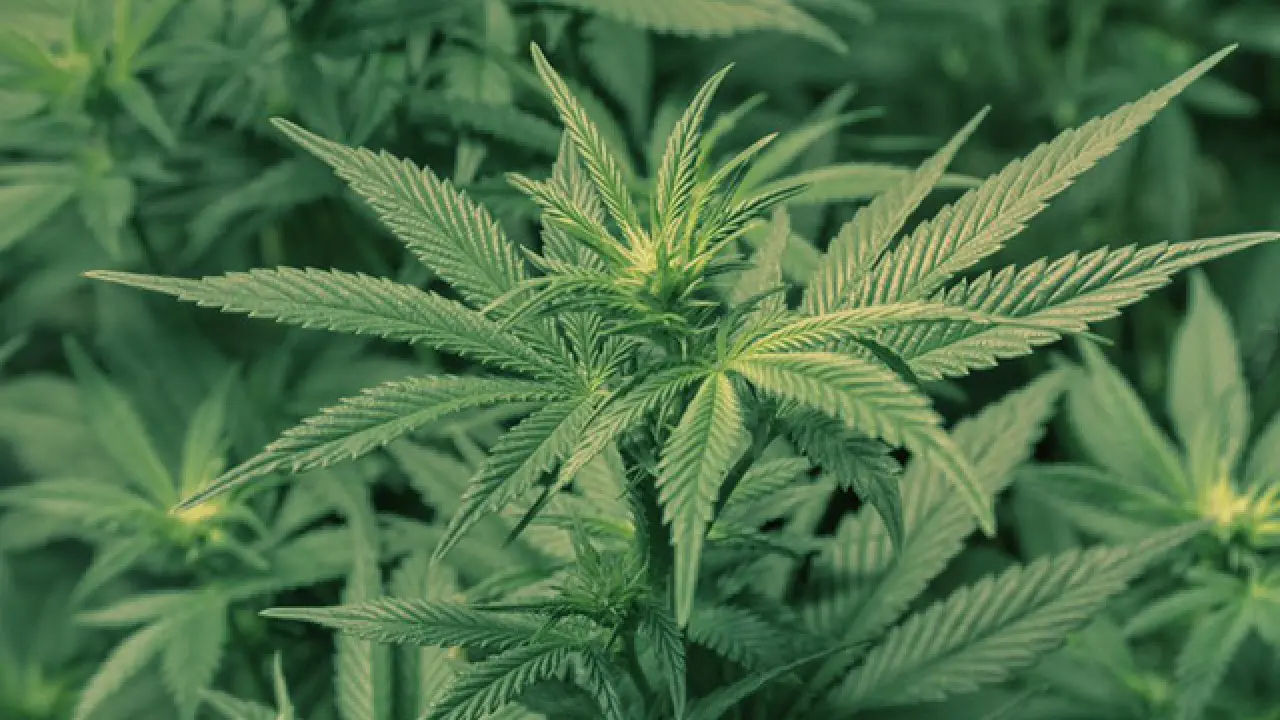 ewscripps.brightspotcdn ewscripps.brightspotcdn